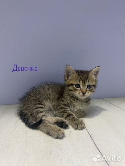 Кошка в дар