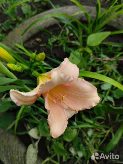 Лилейник и микро роза, мини роза