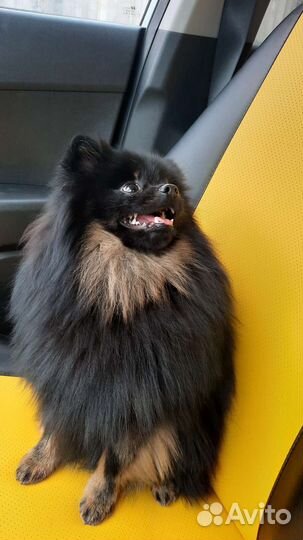 Померанский шпиц вязка кобель