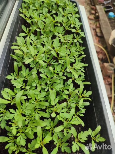 Бархатцы пьяная вишня и жёлтый снег