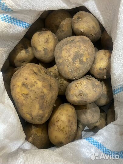 Продам картофель
