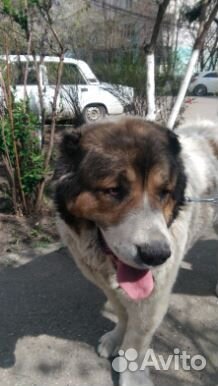 Алабай девочка в хорошие руки