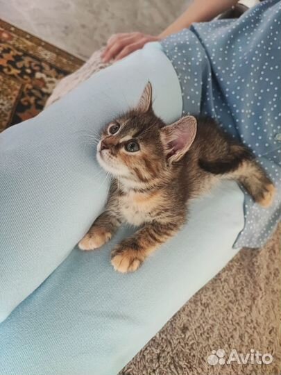 Отдам в добрые руки котенка