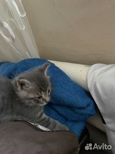 Отдам котят в хорошие руки