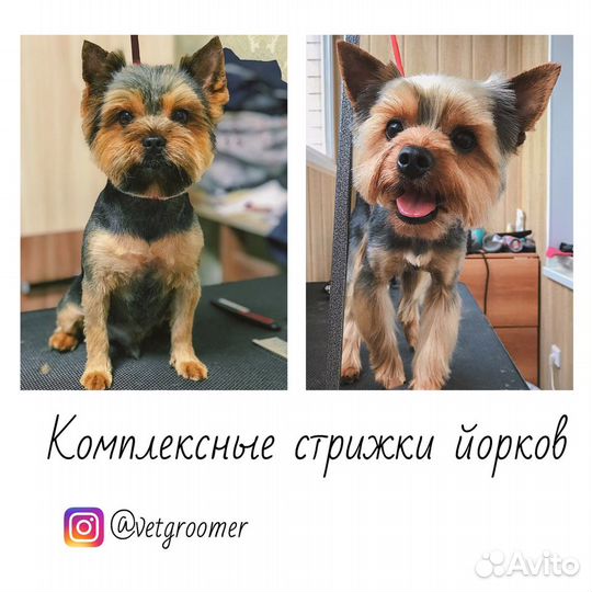 Груминг собак и кошек. Стрижка животных, выезд