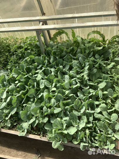 Рассада ранней капусты