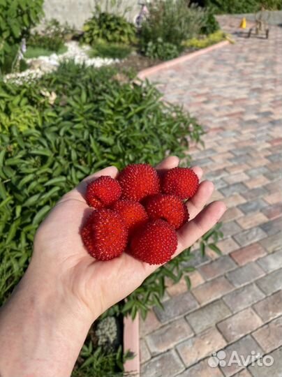 Норвежская малина