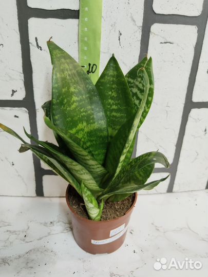 Сансевьерия 1