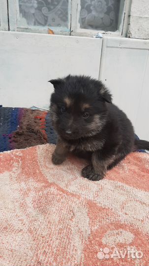 Продаются щенки вео