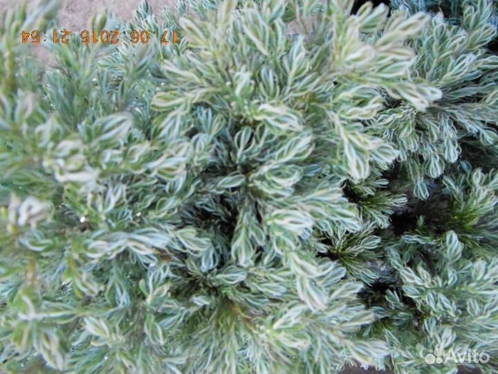 Кипарисовик 