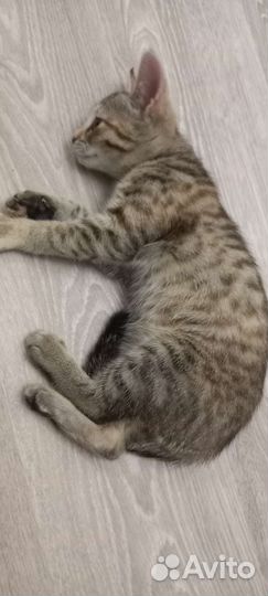 Кошка 2,5 месяца