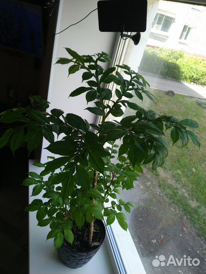 Бамбуковая пальма