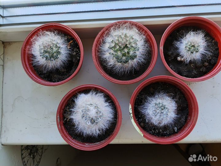 Кактусы