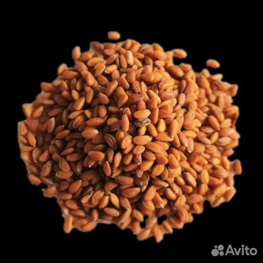 Семена микрозелени оптом и в розницу