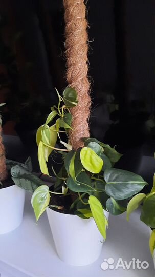 Эпипремиум