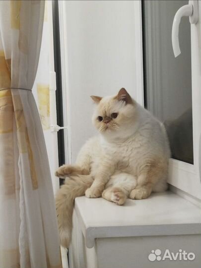 Передержка животных