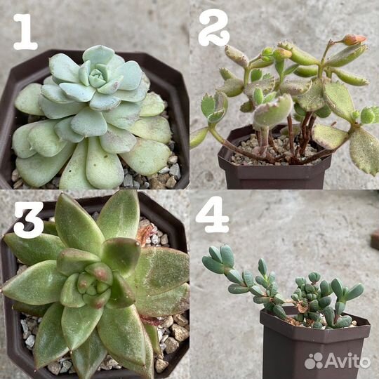 Суккуленты