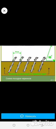Девичий виноград