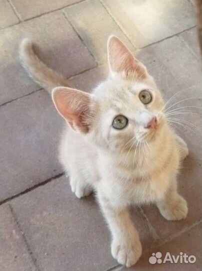 Котята в добрые руки бесплатно