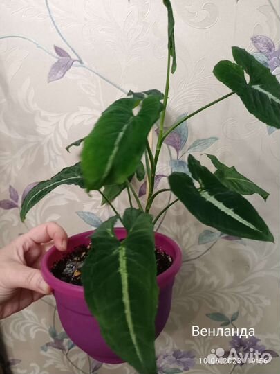 Сингониум на срез