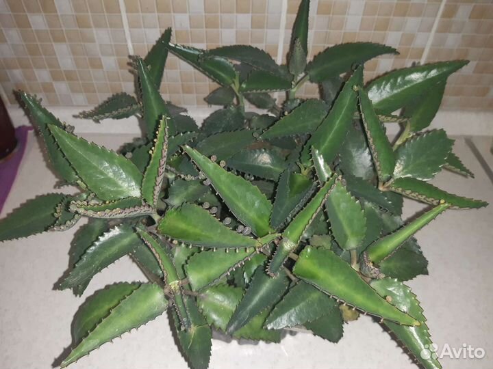 Каланхоэ лечебное