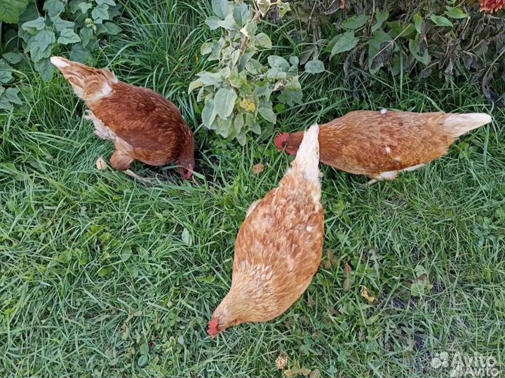 Курицы несушие яица