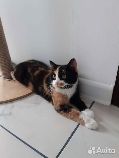 Кошка в дар