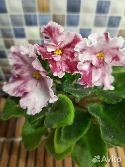 Сортовые фиалки