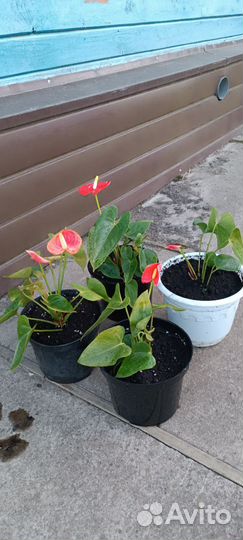 Антуриум красный