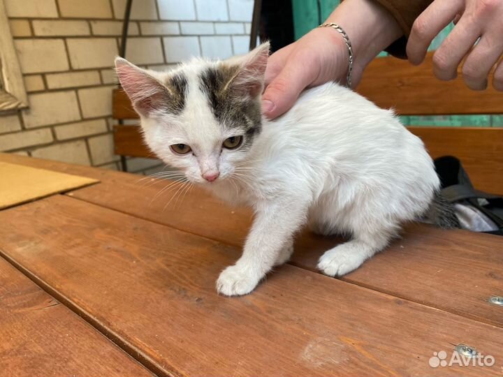 Котенок мальчик 2 месяца