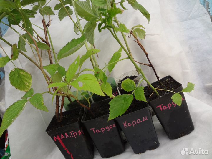 Саженцы крупноплодной малины