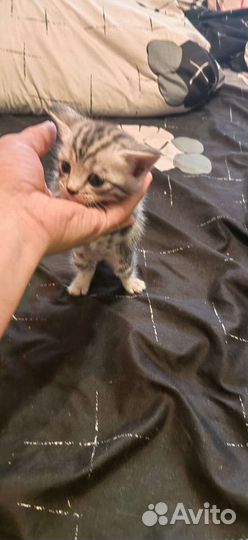 Бенгальская кошка