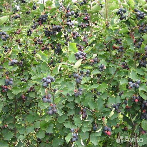 Ирга саженцы