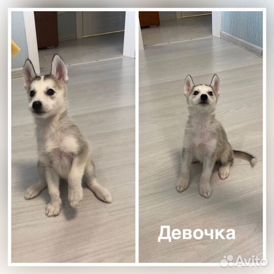 Щенки сибирской хаски