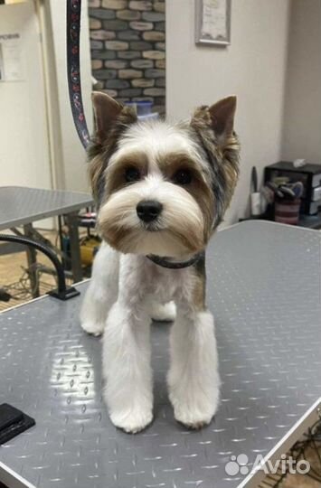 Бивер йорк вязка