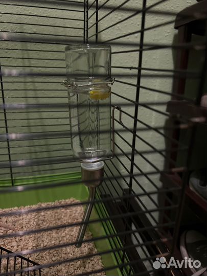 Крысы, клетка