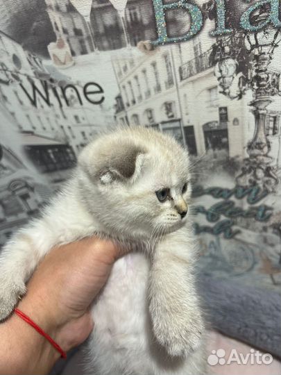 Шотландские котята