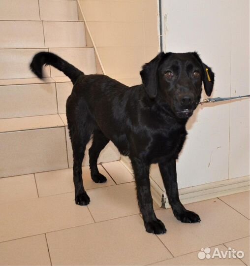 Анфиса в поисках дома