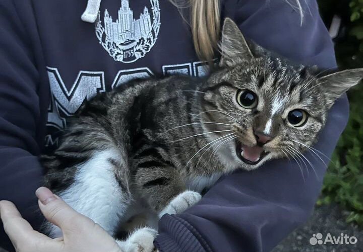 Ищет дом кошка мраморного окраса