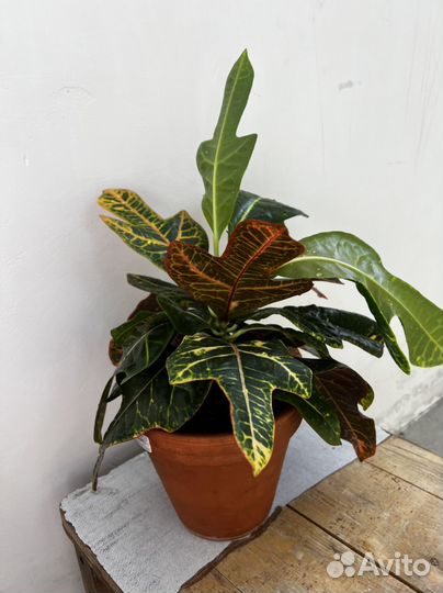 Кротон фикус мокламе фикус робуста аглаонема
