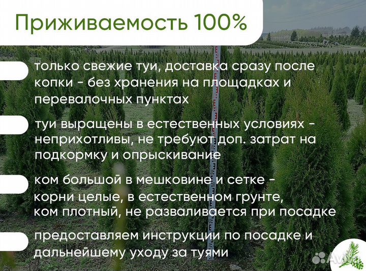 Туя Смарагд Экстра 100-120см. Туи в комах и в горш