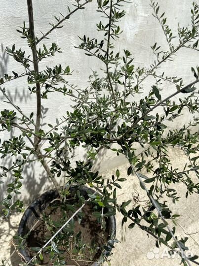 Олива дерево