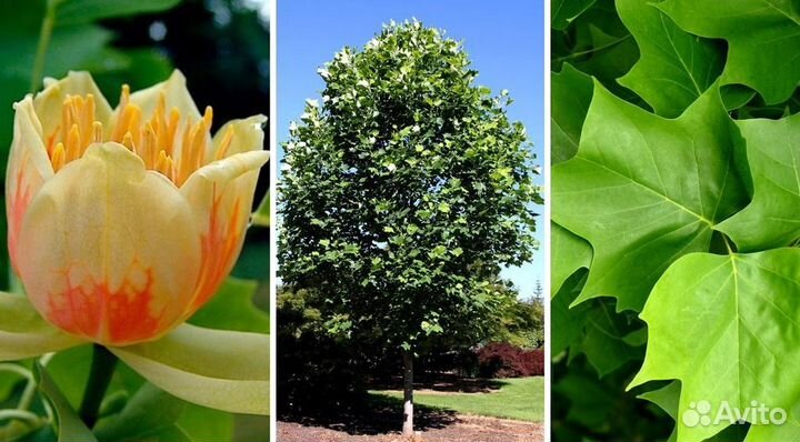 Красивоцветущие саженцы для сада. Доставка