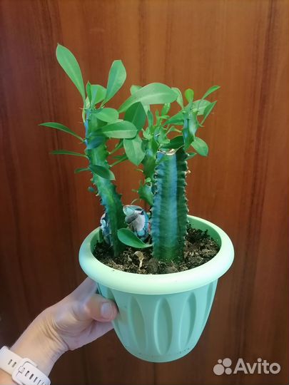 Молочай трехгранный