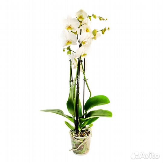 Фаленопсис орхидея белая