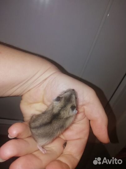 Джунгарские хомячки