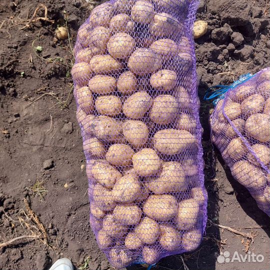 Картошка помидоры