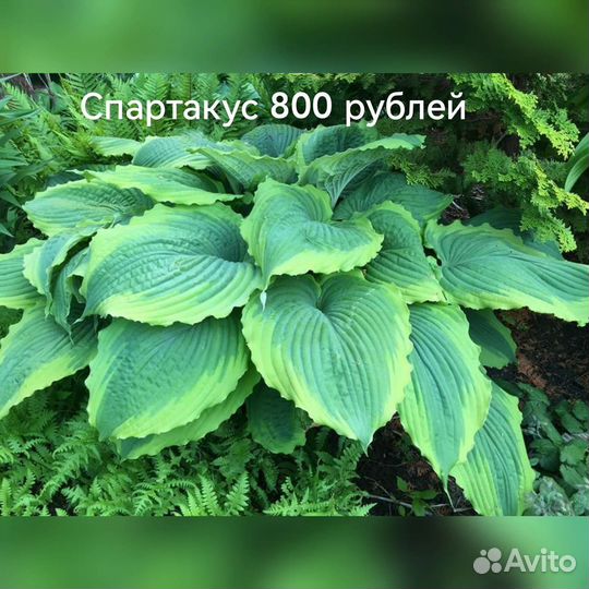 Хоста растение