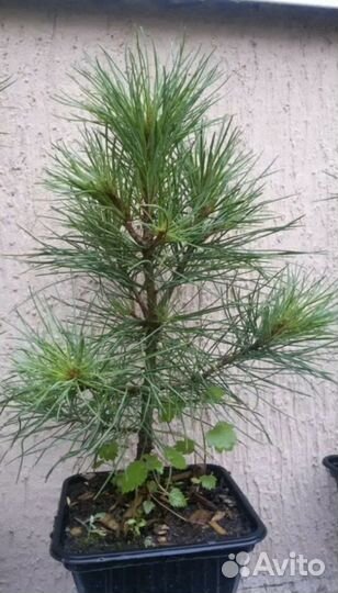 Семена кедра сибирского пророщенные