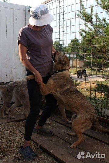 Собака в свой дом